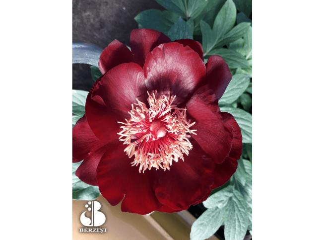 Paeonia   'Chocolate Soldier'